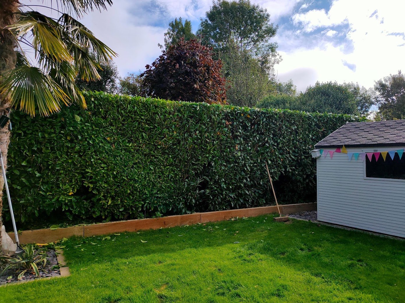 tree surgeon carrying out hedge reduction in East Grinstead