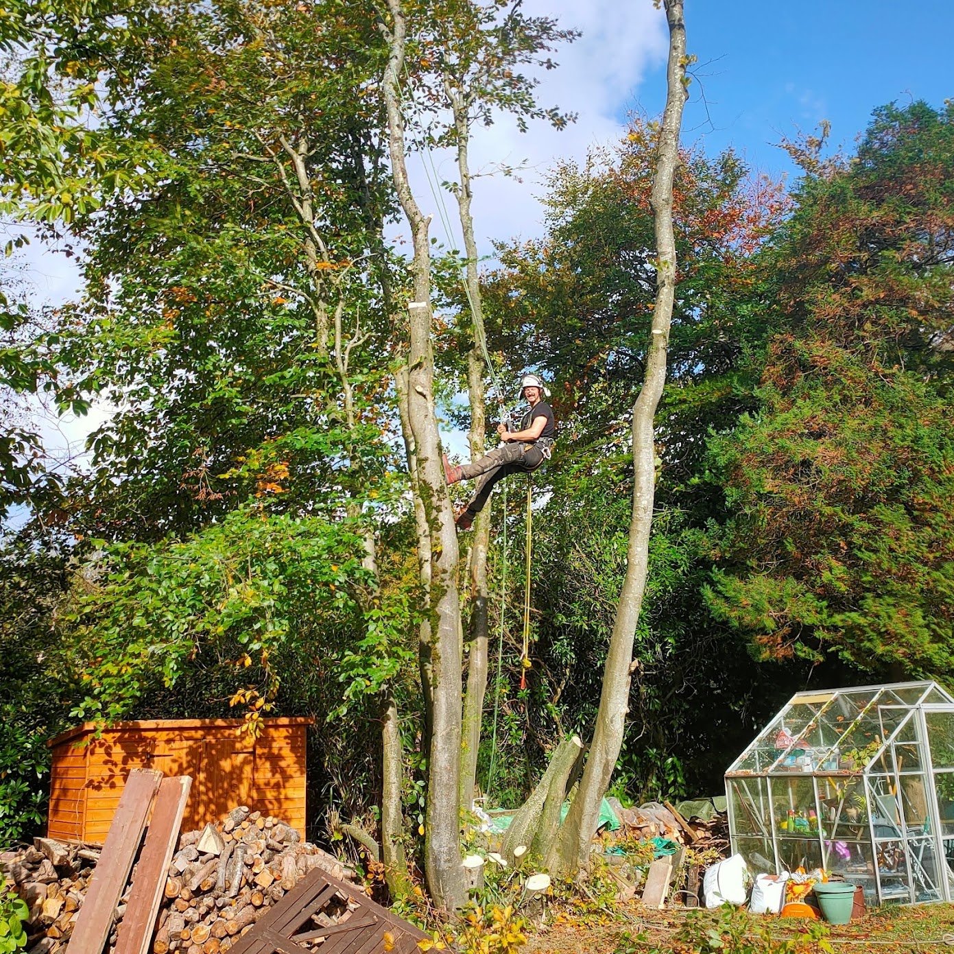 Tree Surgeon carrying out crown thinning in East Grinstead