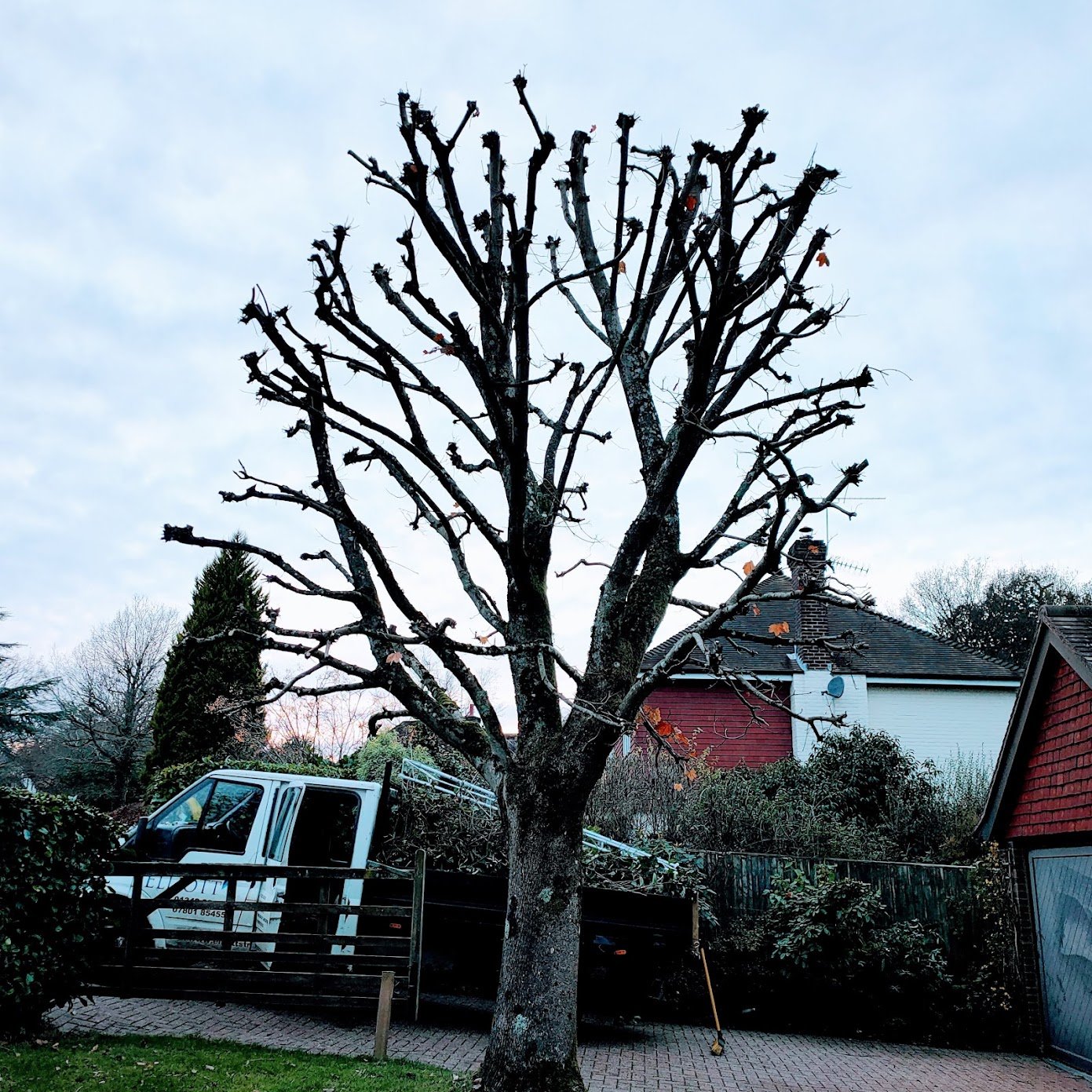 Tree Surgeon carrying out tree pruning in East Grinstead