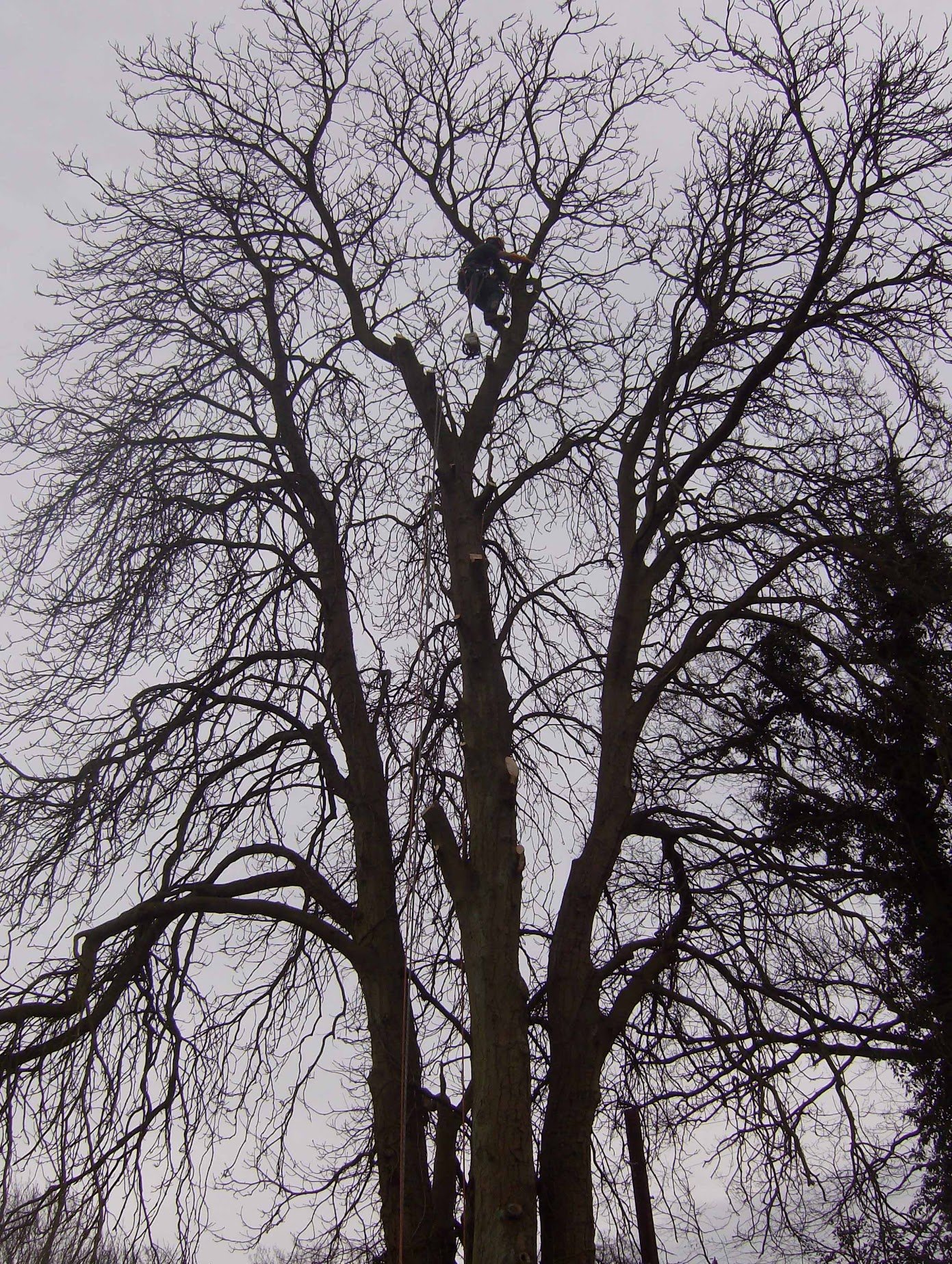 Tree Surgeon carrying out crown reduction in East Grinstead