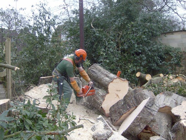 Tree surgeon carrying out tree removal in East Grinstead
