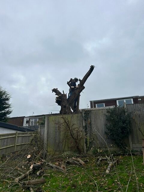 Tree surgeon carrying out tree removal in East Grinstead