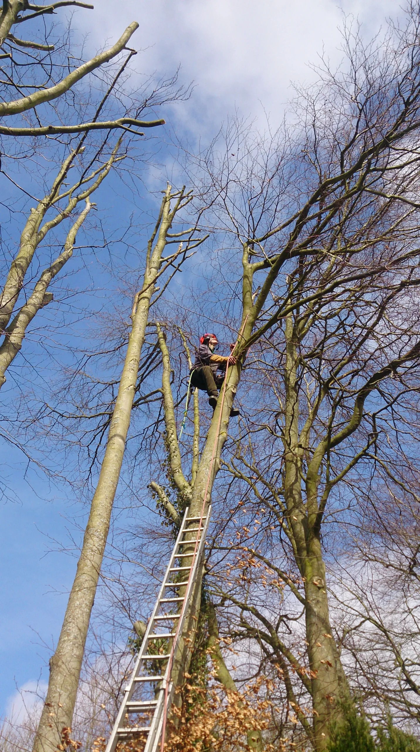 Tree Surgeon carrying out tree pruning in East Grinstead