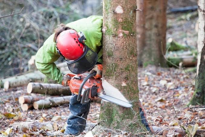 Tree Surgeon carrying out tree felling in East Grinstead